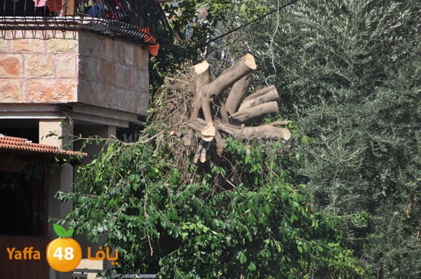 trees lud 1112 (9).JPG